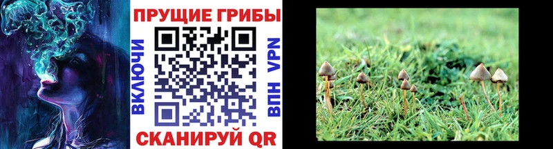 Псилоцибиновые грибы Magic Shrooms купить закладку Тбилисская